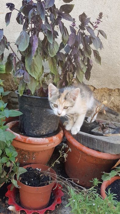 Donez pui de pisica
