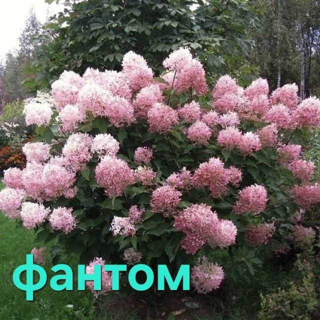 Саженцы гортензии