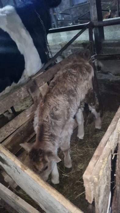 Продам   телёнка