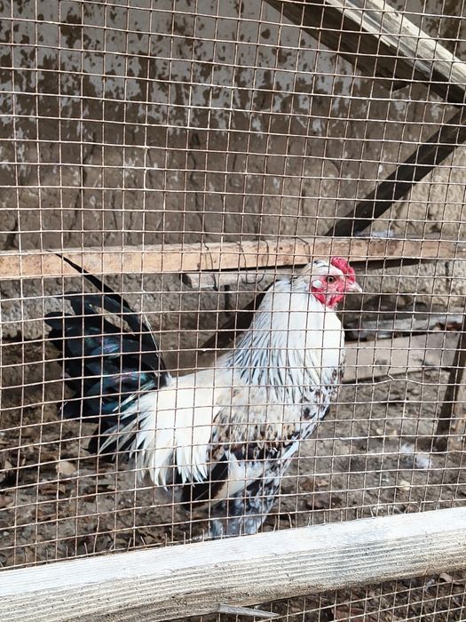 Yapon ho'roz sotiladi