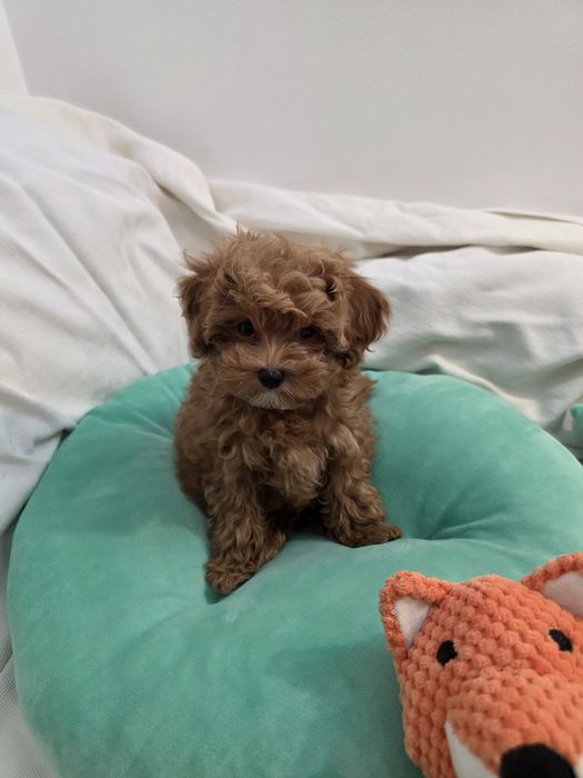 Maltipoo Korean teacup,  mini toy