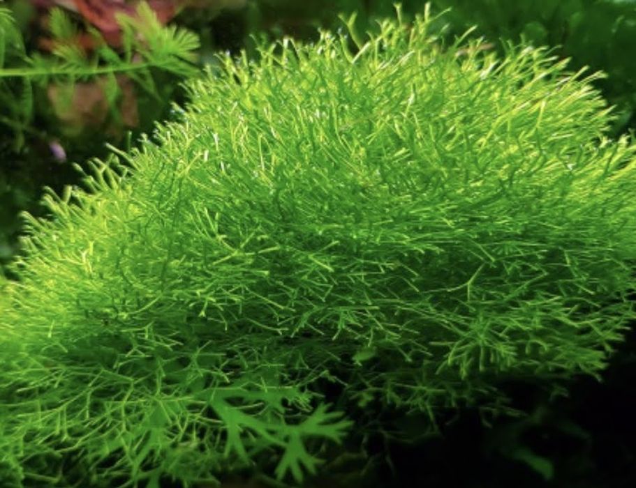 Плаващи растения за аквариум