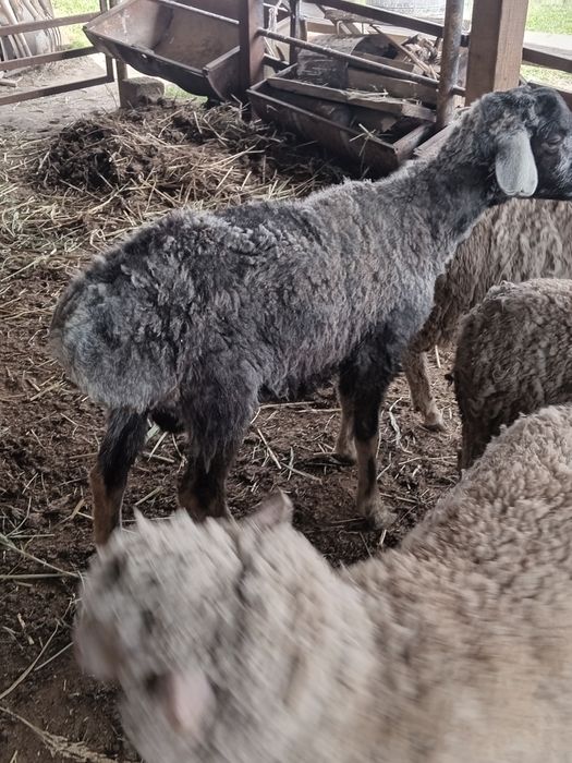 Қошқар және мерионастар сатылады.