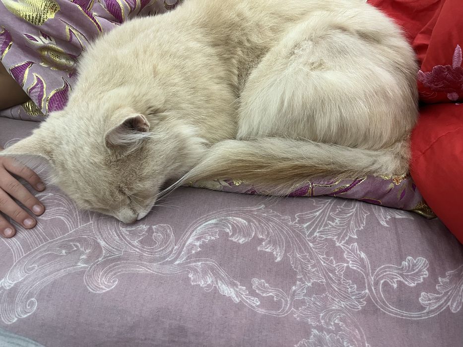 Мысыққа жақсы қарайтын адамға беріледі.