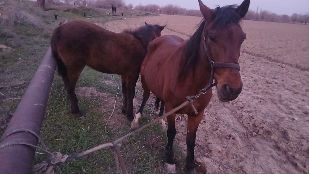 Biya sotiladi ona bola