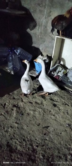 Gozlar sotiladi tuhum quyishga tayyor