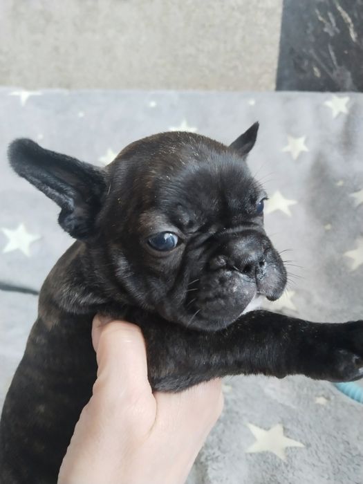 Продам французских бульдожек