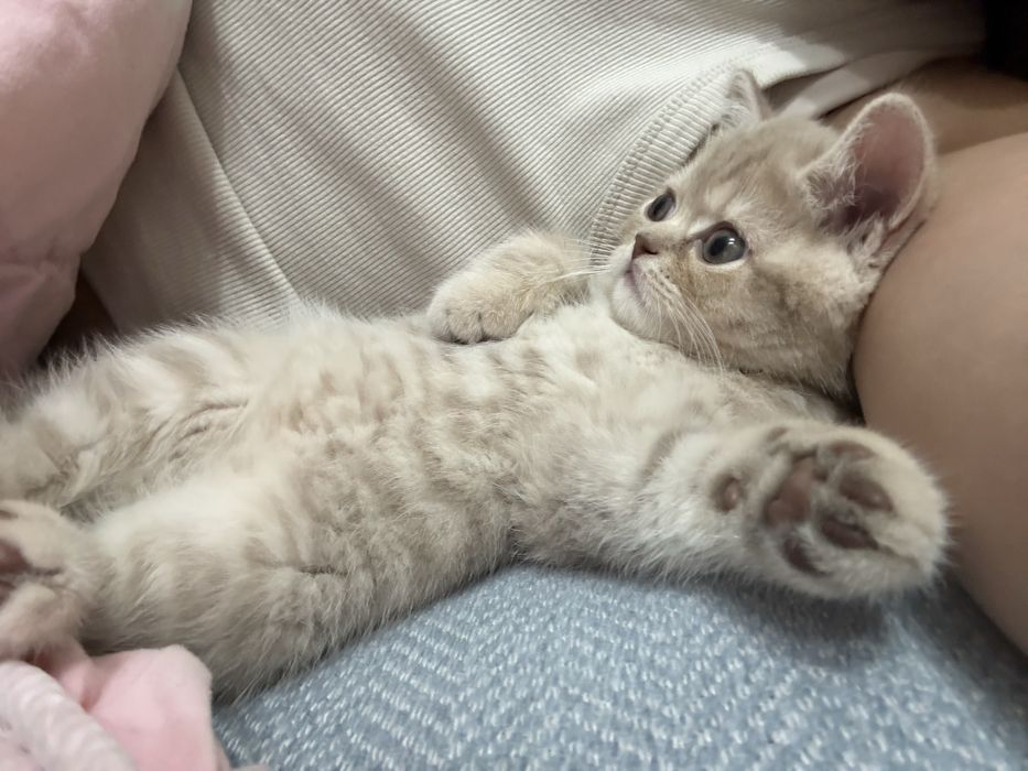 Шотландский скотиш страйт ………………….