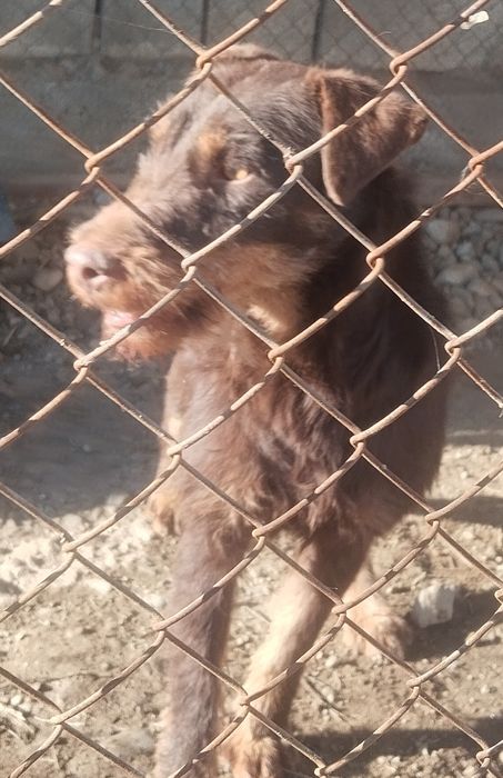 Ягтерер коричневый вязка