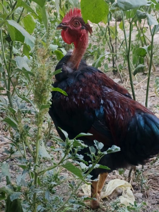 Галашейка товуклар