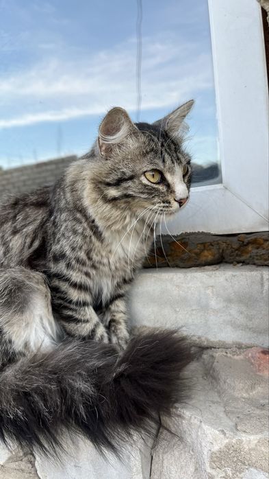 отдам котенка мальчик