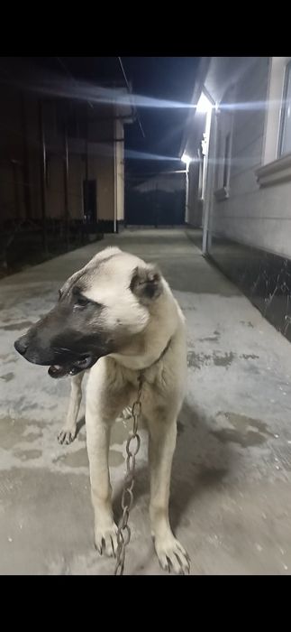 Алабай ит, күшік әле.