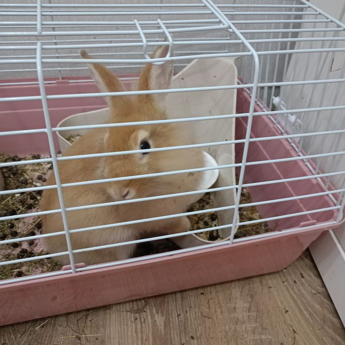 Продам кролика с клеткой
