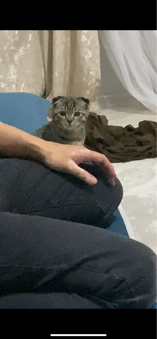 Котенок мальчик