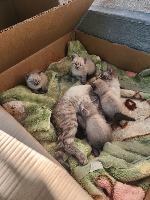 Котята сиамские 10000