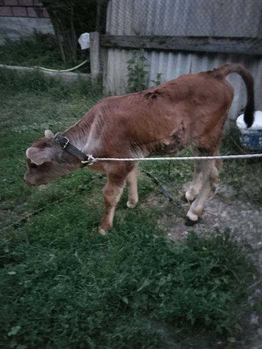 Продается первотёлка с телёнком
