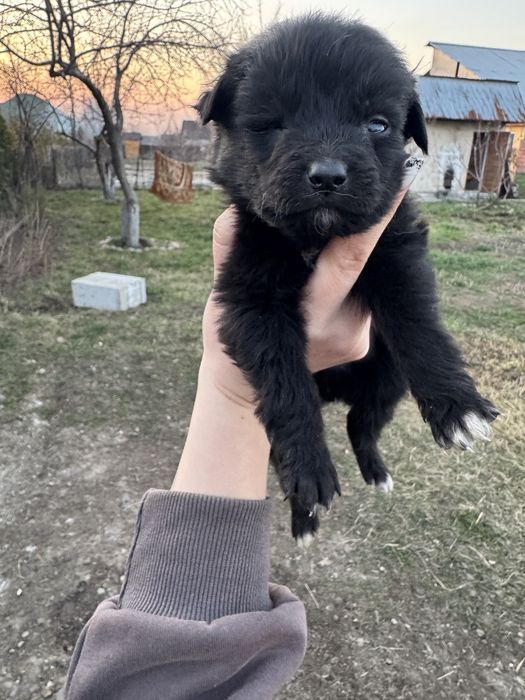 Отдам щинят………..