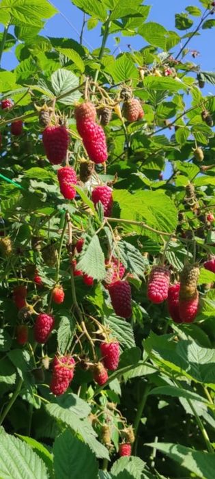 Butasi zmeura  laszka