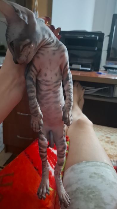 Канадский сфинкс окрас Табби