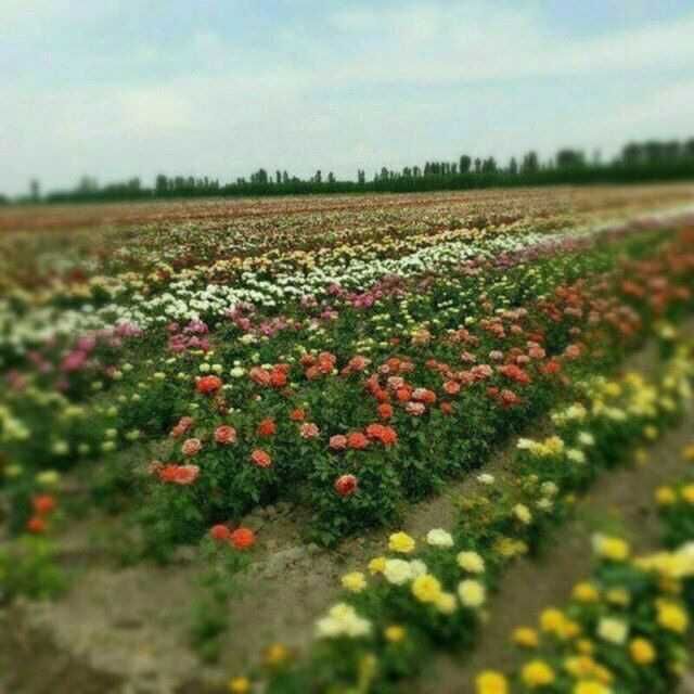 Atrgul koʻchatlar bor 75 xil turdagi