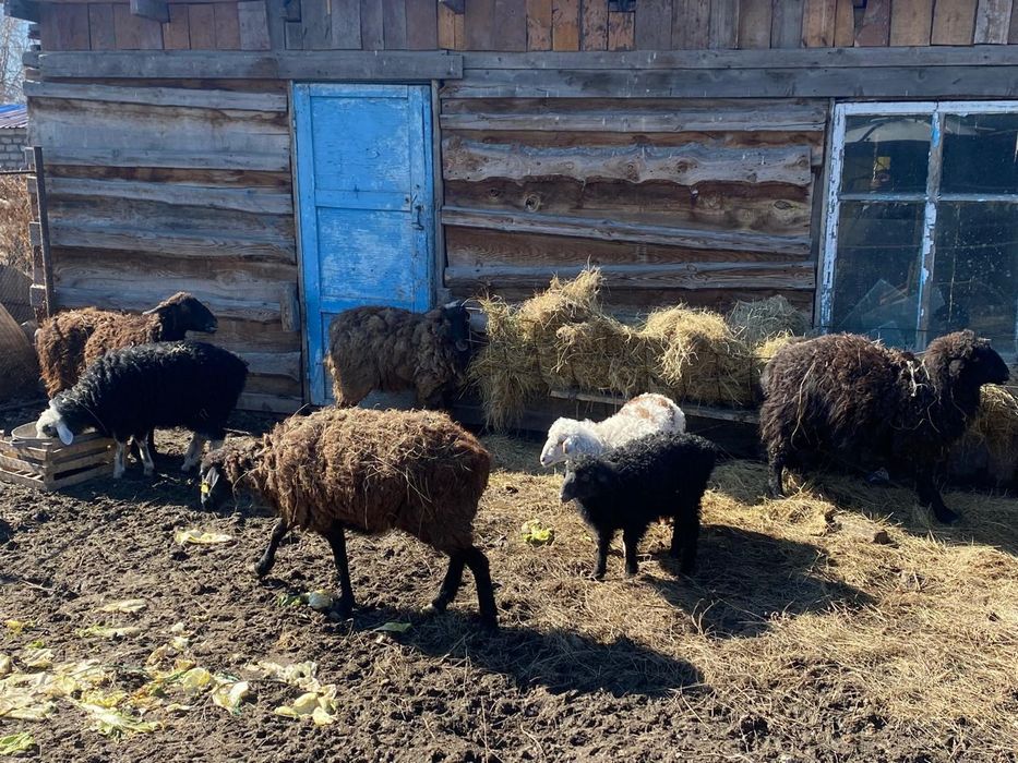 Продам баранов 7шт.