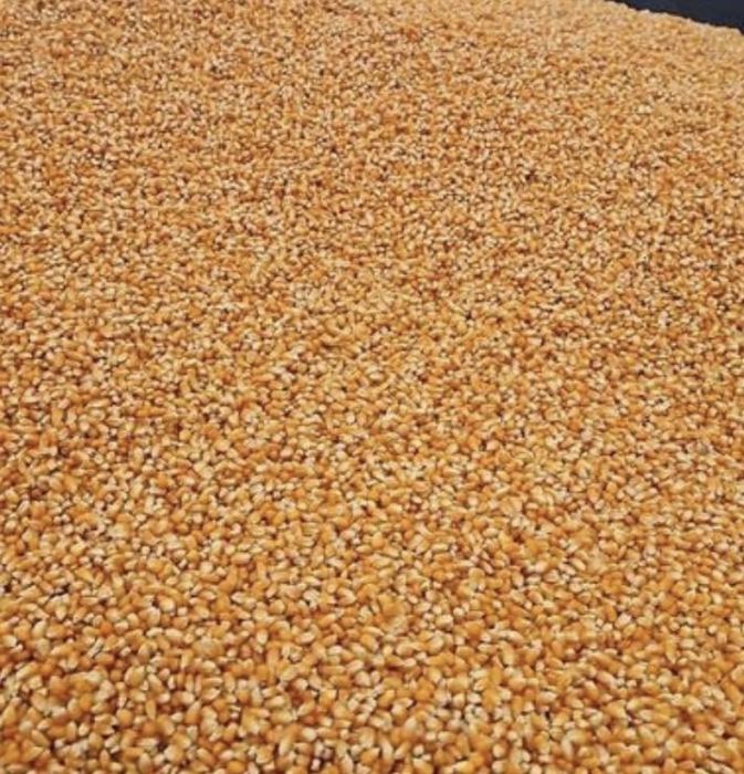 Vand porumb bob sticlos