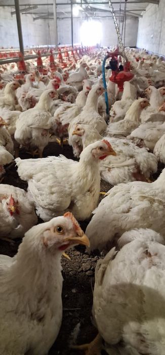 Продам Бройлерные куры