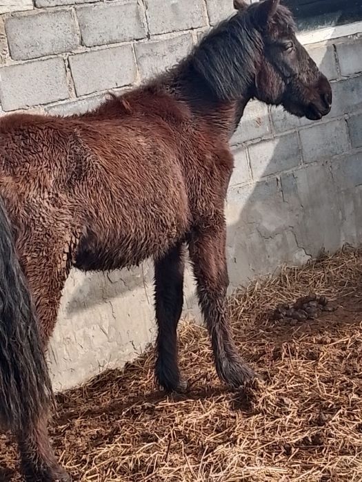 Продам Тай.        .