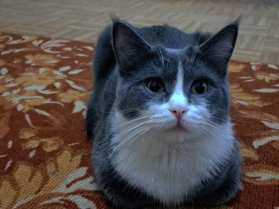 Продается чистокровный скотиш страйт