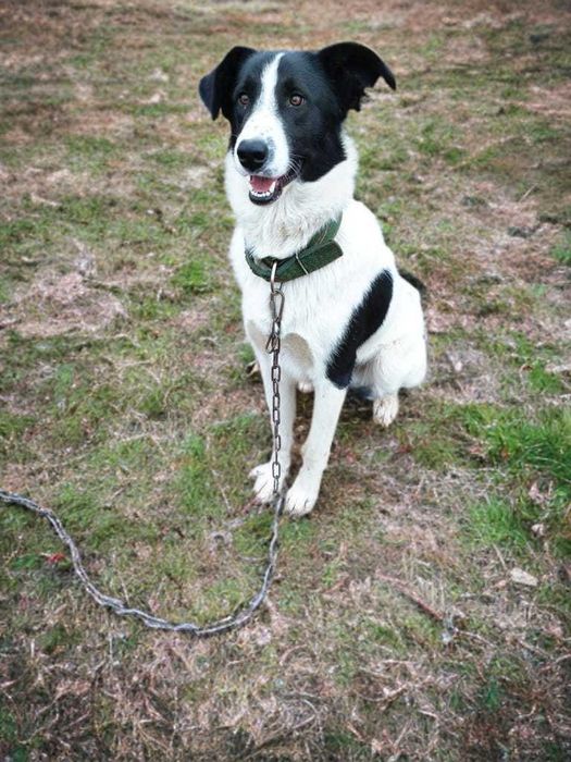 Собака в добрые руки