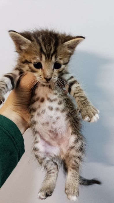 Два мальчишки в добрые руки