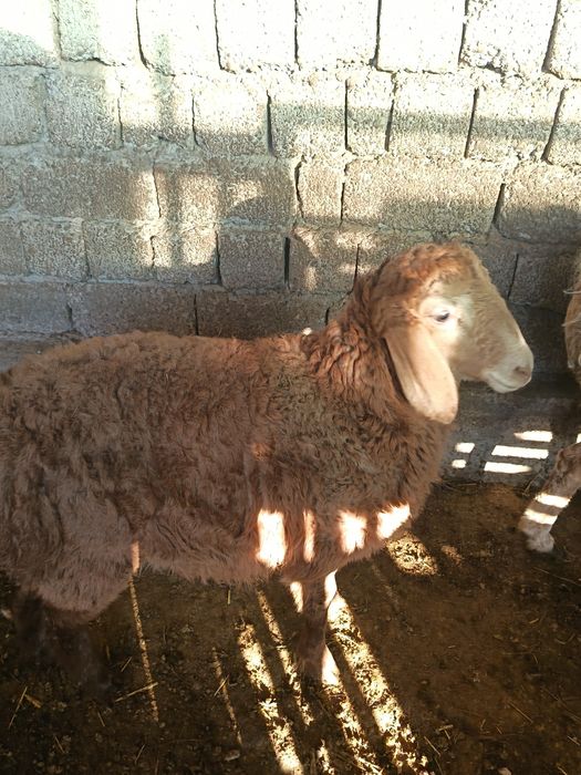 Арашан қўйлар сотилади