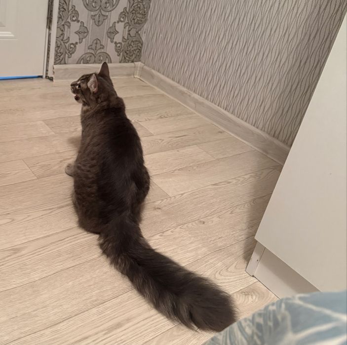 Отдам в добрые руки