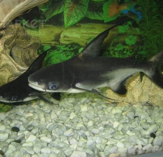 Akula pangasius srochnoo 30sm+