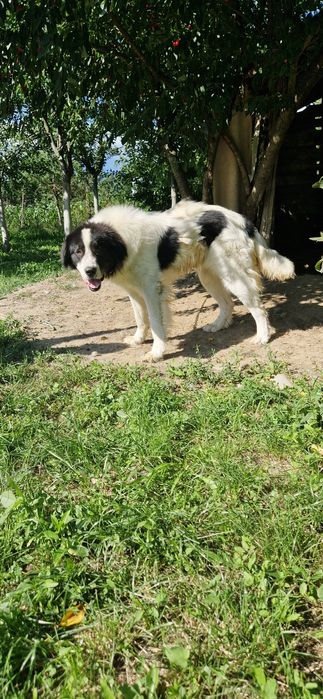 Ciobanesc de bucovina