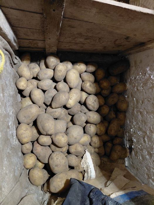 Продам семенной картофель