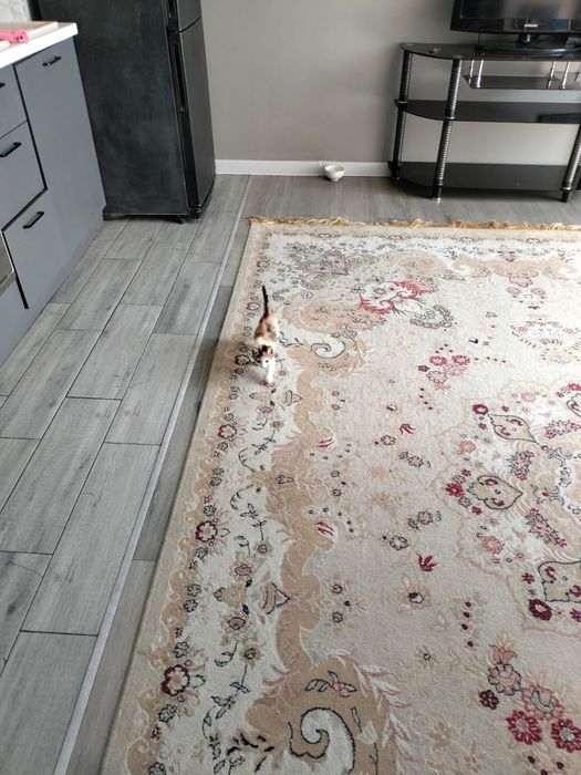 Отдаем котенка в хорошие руки