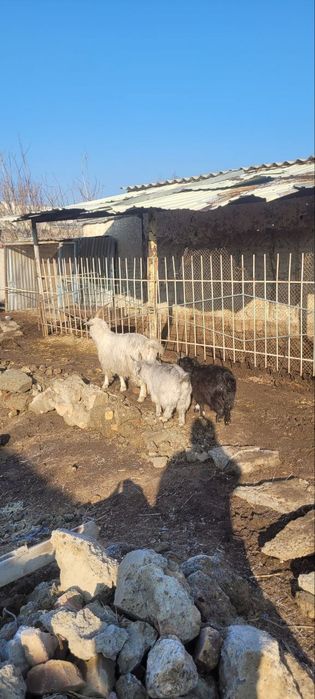 Она бола эчки сотилади 2 та боласи хам такача