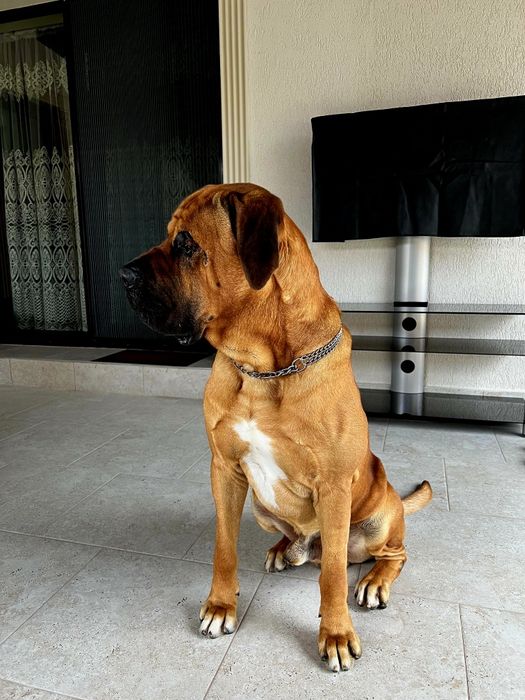 Mascul Tosa Inu de 6 ani