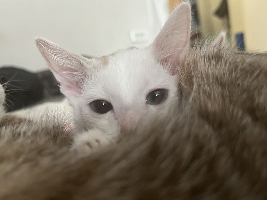 Отдам котят в добрые руки