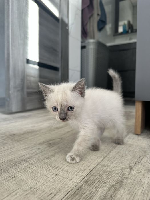 Отдам котят бесплатно