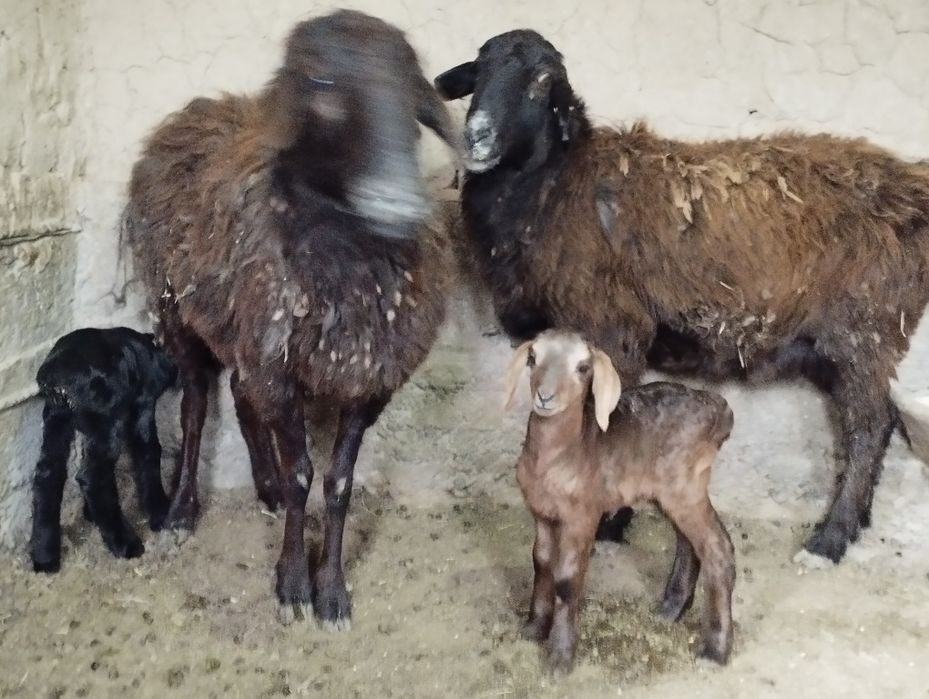 Қозылы қойлар сатылымда