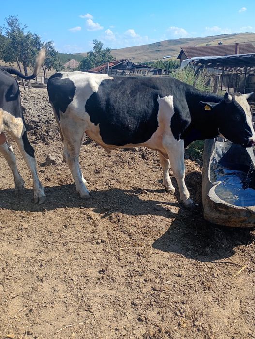 Vand 2 taurii si o vaca reforma