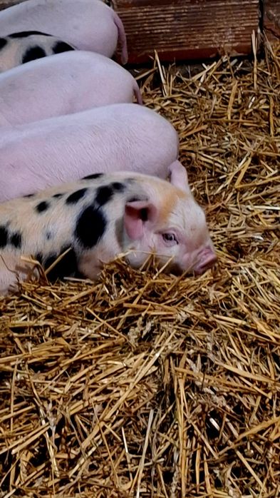 Малки Прасета свободни