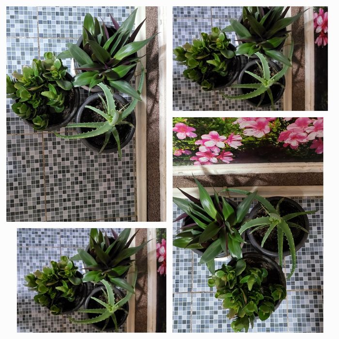 Продам комнатные цветы