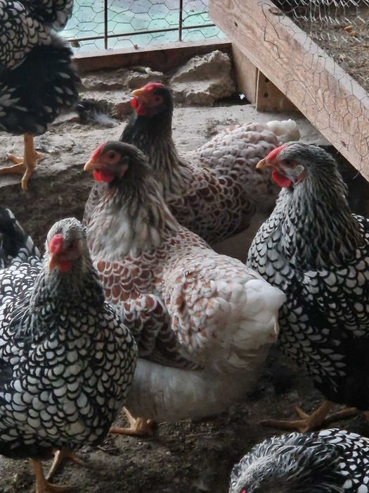 Oua pentru incubat si pui