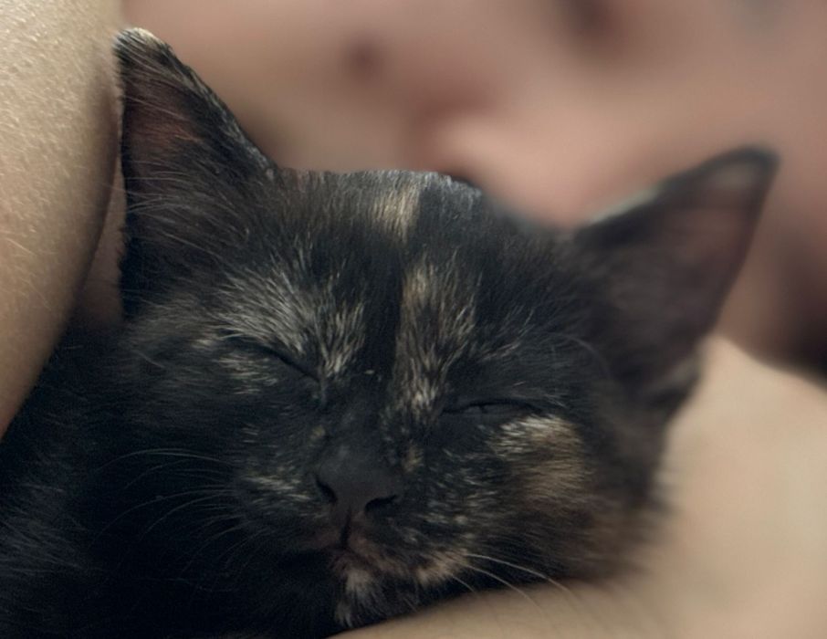 Отдам даром котенка