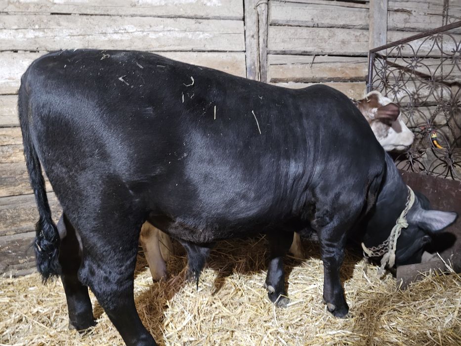 Vitel angus de lapte