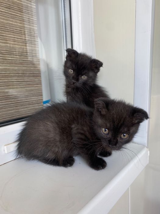Котятки ищут дом