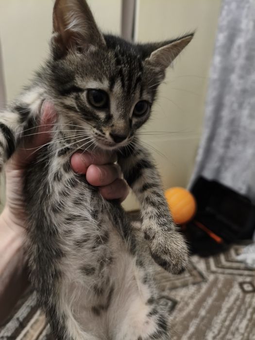 В добрые заботливые руки.